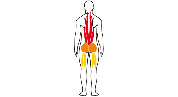 脊柱起立筋、大臀筋、ハムストリングスの説明図